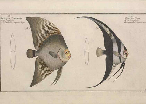 Reproducción/Reproduction 49773186023: Ichtyologie, ou, Histoire naturelle, générale et particulière des poissons :. A Berlin :Chez l'auteur, & chez François de la Garde libraire,1785-1797.. 