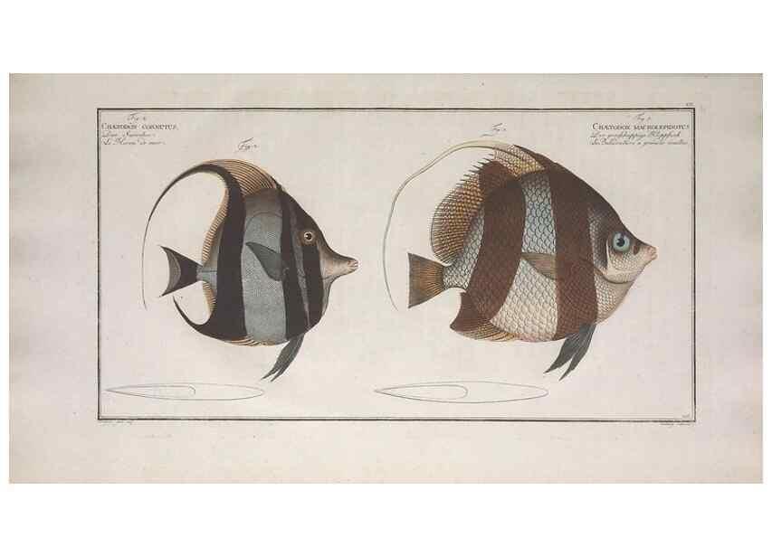 Reproducción/Reproduction 49773718141: Ichtyologie, ou, Histoire naturelle, générale et particulière des poissons :. A Berlin :Chez l'auteur, & chez François de la Garde libraire,1785-1797.. 