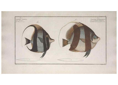 Reproducción/Reproduction 49773718141: Ichtyologie, ou, Histoire naturelle, générale et particulière des poissons :. A Berlin :Chez l'auteur, & chez François de la Garde libraire,1785-1797.. 