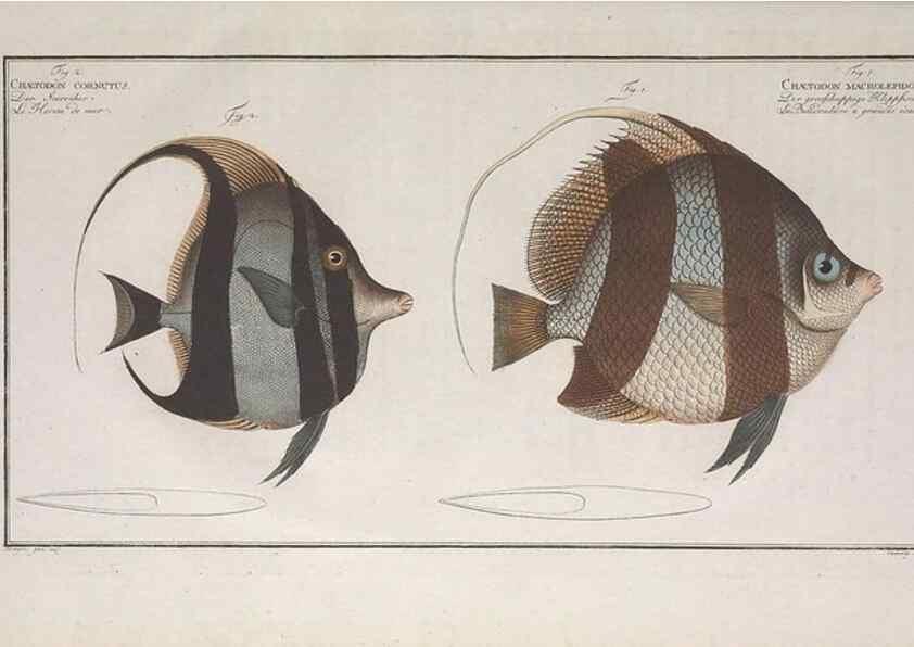 Reproducción/Reproduction 49773718141: Ichtyologie, ou, Histoire naturelle, générale et particulière des poissons :. A Berlin :Chez l'auteur, & chez François de la Garde libraire,1785-1797.. 