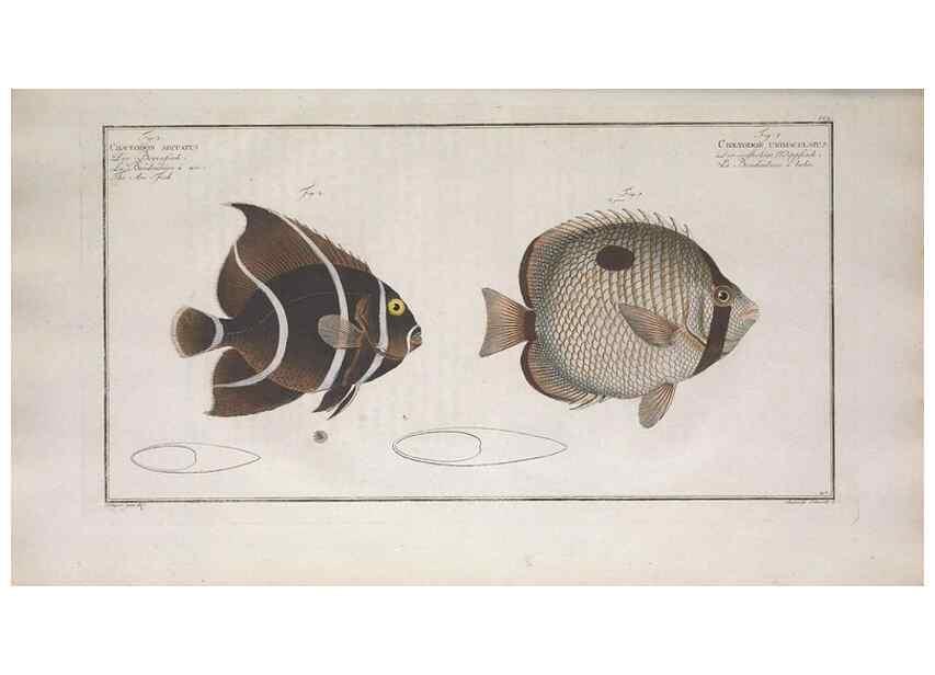 Reproducción/Reproduction 49773718401: Ichtyologie, ou, Histoire naturelle, générale et particulière des poissons :. A Berlin :Chez l'auteur, & chez François de la Garde libraire,1785-1797.. 