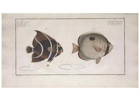 Reproducción/Reproduction 49773718401: Ichtyologie, ou, Histoire naturelle, générale et particulière des poissons :. A Berlin :Chez l'auteur, & chez François de la Garde libraire,1785-1797.. 