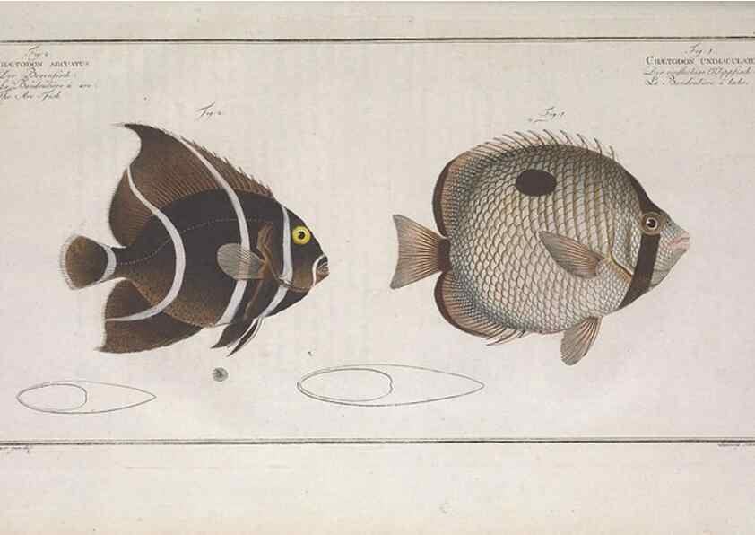 Reproducción/Reproduction 49773718401: Ichtyologie, ou, Histoire naturelle, générale et particulière des poissons :. A Berlin :Chez l'auteur, & chez François de la Garde libraire,1785-1797.. 