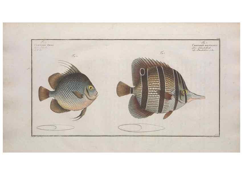 Reproducción/Reproduction 49774047077: Ichtyologie, ou, Histoire naturelle, générale et particulière des poissons :. A Berlin :Chez l'auteur, & chez François de la Garde libraire,1785-1797.. 