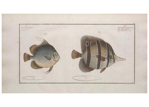 Reproducción/Reproduction 49774047077: Ichtyologie, ou, Histoire naturelle, générale et particulière des poissons :. A Berlin :Chez l'auteur, & chez François de la Garde libraire,1785-1797.. 