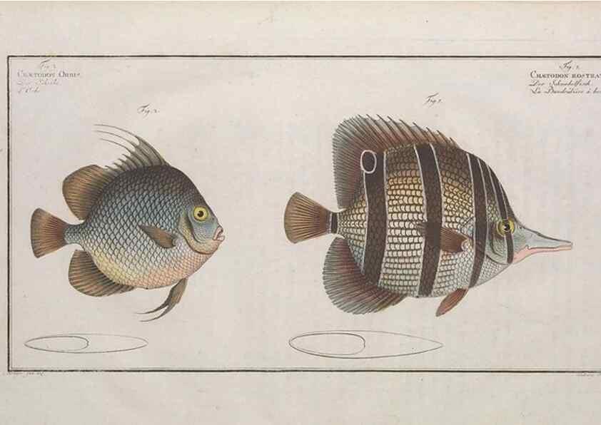 Reproducción/Reproduction 49774047077: Ichtyologie, ou, Histoire naturelle, générale et particulière des poissons :. A Berlin :Chez l'auteur, & chez François de la Garde libraire,1785-1797.. 