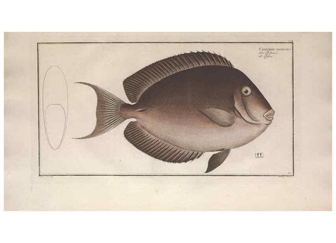 Reproducción/Reproduction 49773187383: Ichtyologie, ou, Histoire naturelle, générale et particulière des poissons :. A Berlin :Chez l'auteur, & chez François de la Garde libraire,1785-1797.. 