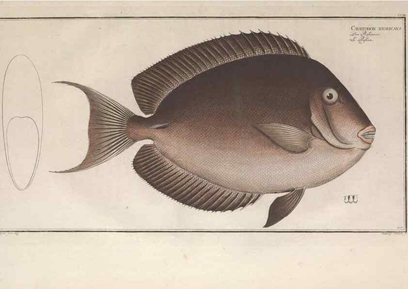 Reproducción/Reproduction 49773187383: Ichtyologie, ou, Histoire naturelle, générale et particulière des poissons :. A Berlin :Chez l'auteur, & chez François de la Garde libraire,1785-1797.. 