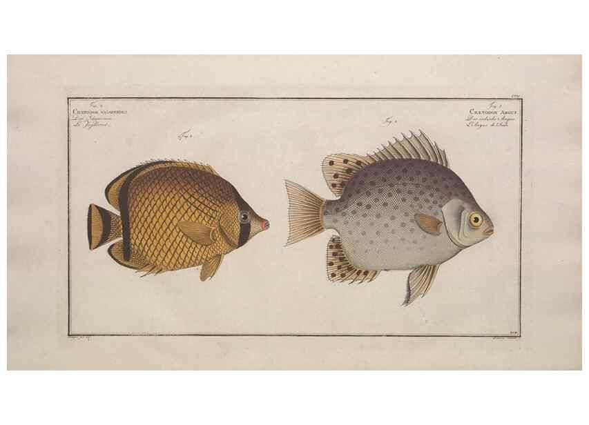 Reproducción/Reproduction 49774047917: Ichtyologie, ou, Histoire naturelle, générale et particulière des poissons :. A Berlin :Chez l'auteur, & chez François de la Garde libraire,1785-1797.. 