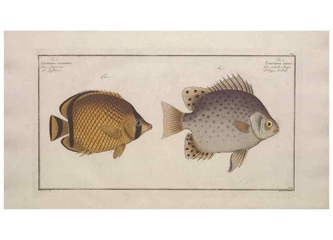 Reproducción/Reproduction 49774047917: Ichtyologie, ou, Histoire naturelle, générale et particulière des poissons :. A Berlin :Chez l'auteur, & chez François de la Garde libraire,1785-1797.. 