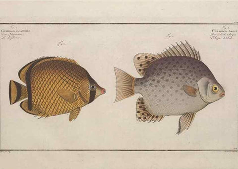 Reproducción/Reproduction 49774047917: Ichtyologie, ou, Histoire naturelle, générale et particulière des poissons :. A Berlin :Chez l'auteur, & chez François de la Garde libraire,1785-1797.. 