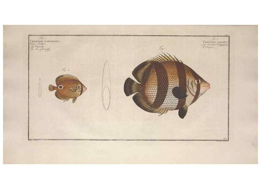 Reproducción/Reproduction 49773720026: Ichtyologie, ou, Histoire naturelle, générale et particulière des poissons :. A Berlin :Chez l'auteur, & chez François de la Garde libraire,1785-1797.. 