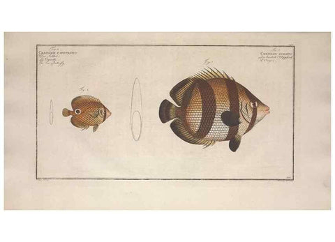 Reproducción/Reproduction 49773720026: Ichtyologie, ou, Histoire naturelle, générale et particulière des poissons :. A Berlin :Chez l'auteur, & chez François de la Garde libraire,1785-1797.. 