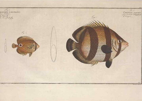Reproducción/Reproduction 49773720026: Ichtyologie, ou, Histoire naturelle, générale et particulière des poissons :. A Berlin :Chez l'auteur, & chez François de la Garde libraire,1785-1797.. 