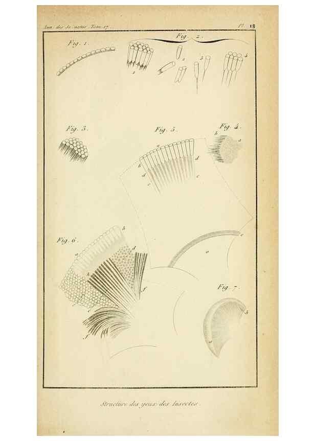 Reproducción/Reproduction 49774147596: Annales des sciences naturelles :. Paris :Crochard. 