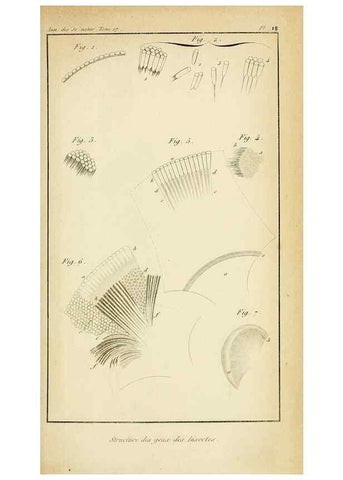 Reproducción/Reproduction 49774147596: Annales des sciences naturelles :. Paris :Crochard. 