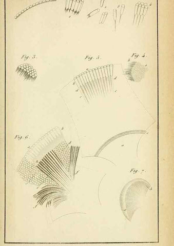 Reproducción/Reproduction 49774147596: Annales des sciences naturelles :. Paris :Crochard. 