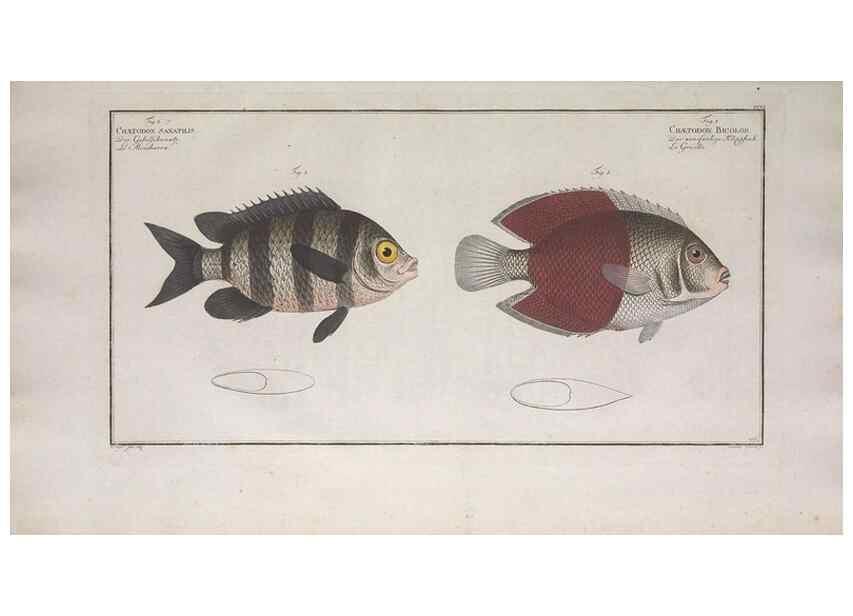 Reproducción/Reproduction 49774048862: Ichtyologie, ou, Histoire naturelle, générale et particulière des poissons :. A Berlin :Chez l'auteur, & chez François de la Garde libraire,1785-1797.. 