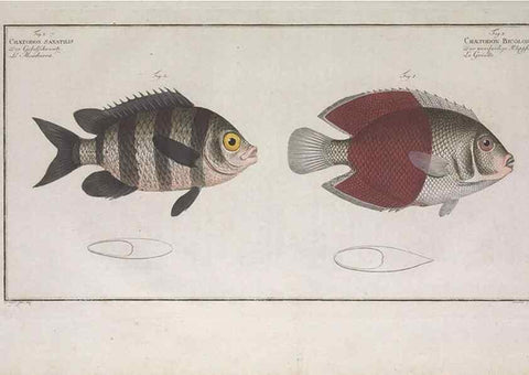 Reproducción/Reproduction 49774048862: Ichtyologie, ou, Histoire naturelle, générale et particulière des poissons :. A Berlin :Chez l'auteur, & chez François de la Garde libraire,1785-1797.. 