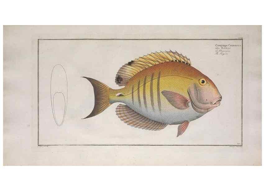 Reproducción/Reproduction 49773721351: Ichtyologie, ou, Histoire naturelle, générale et particulière des poissons :. A Berlin :Chez l'auteur, & chez François de la Garde libraire,1785-1797.. 