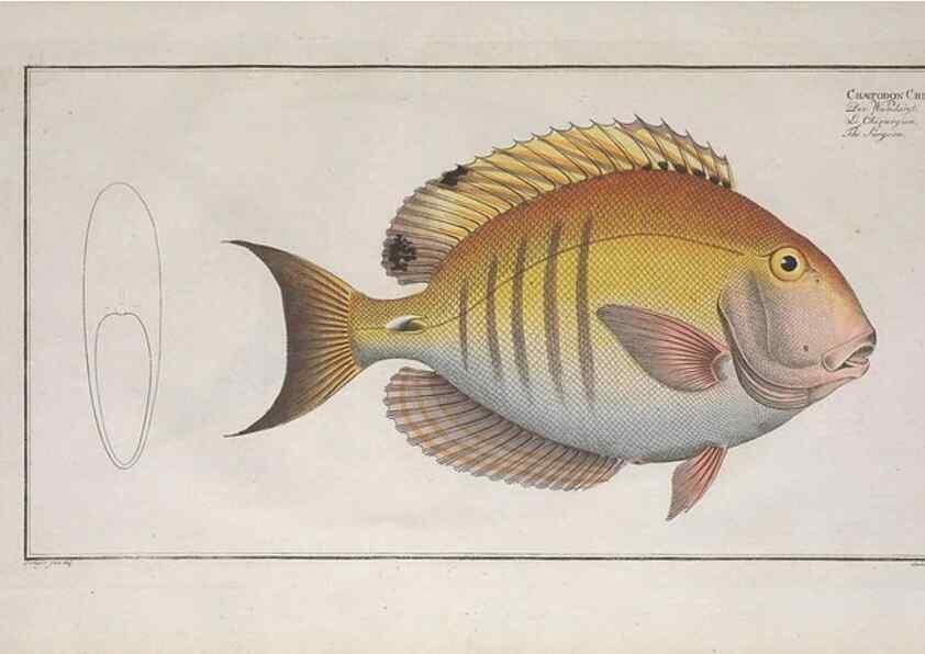 Reproducción/Reproduction 49773721351: Ichtyologie, ou, Histoire naturelle, générale et particulière des poissons :. A Berlin :Chez l'auteur, & chez François de la Garde libraire,1785-1797.. 