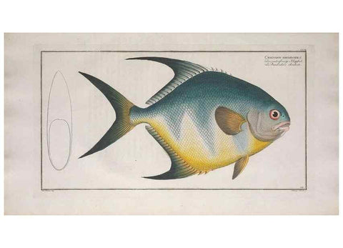 Reproducción/Reproduction 49773189738: Ichtyologie, ou, Histoire naturelle, générale et particulière des poissons :. A Berlin :Chez l'auteur, & chez François de la Garde libraire,1785-1797.. 