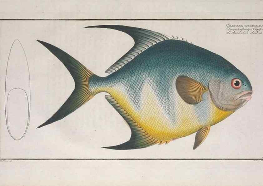 Reproducción/Reproduction 49773189738: Ichtyologie, ou, Histoire naturelle, générale et particulière des poissons :. A Berlin :Chez l'auteur, & chez François de la Garde libraire,1785-1797.. 