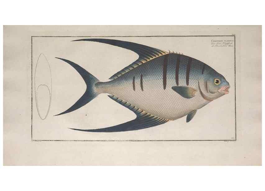Reproducción/Reproduction 49773190048: Ichtyologie, ou, Histoire naturelle, générale et particulière des poissons :. A Berlin :Chez l'auteur, & chez François de la Garde libraire,1785-1797.. 
