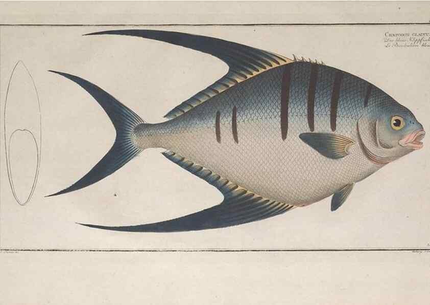 Reproducción/Reproduction 49773190048: Ichtyologie, ou, Histoire naturelle, générale et particulière des poissons :. A Berlin :Chez l'auteur, & chez François de la Garde libraire,1785-1797.. 