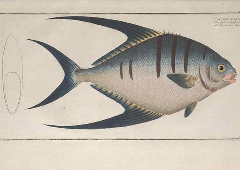Reproducción/Reproduction 49773190048: Ichtyologie, ou, Histoire naturelle, générale et particulière des poissons :. A Berlin :Chez l'auteur, & chez François de la Garde libraire,1785-1797.. 