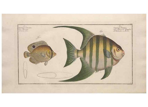 Reproducción/Reproduction 49773722381: Ichtyologie, ou, Histoire naturelle, générale et particulière des poissons :. A Berlin :Chez l'auteur, & chez François de la Garde libraire,1785-1797.. 