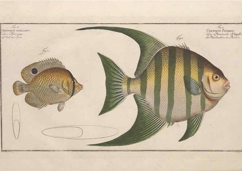 Reproducción/Reproduction 49773722381: Ichtyologie, ou, Histoire naturelle, générale et particulière des poissons :. A Berlin :Chez l'auteur, & chez François de la Garde libraire,1785-1797.. 