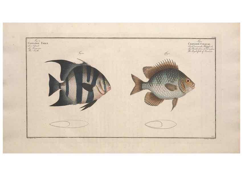 Reproducción/Reproduction 49773190723: Ichtyologie, ou, Histoire naturelle, générale et particulière des poissons :. A Berlin :Chez l'auteur, & chez François de la Garde libraire,1785-1797.. 