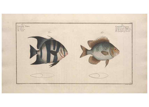 Reproducción/Reproduction 49773190723: Ichtyologie, ou, Histoire naturelle, générale et particulière des poissons :. A Berlin :Chez l'auteur, & chez François de la Garde libraire,1785-1797.. 