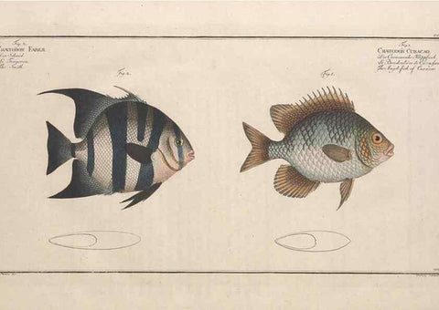 Reproducción/Reproduction 49773190723: Ichtyologie, ou, Histoire naturelle, générale et particulière des poissons :. A Berlin :Chez l'auteur, & chez François de la Garde libraire,1785-1797.. 