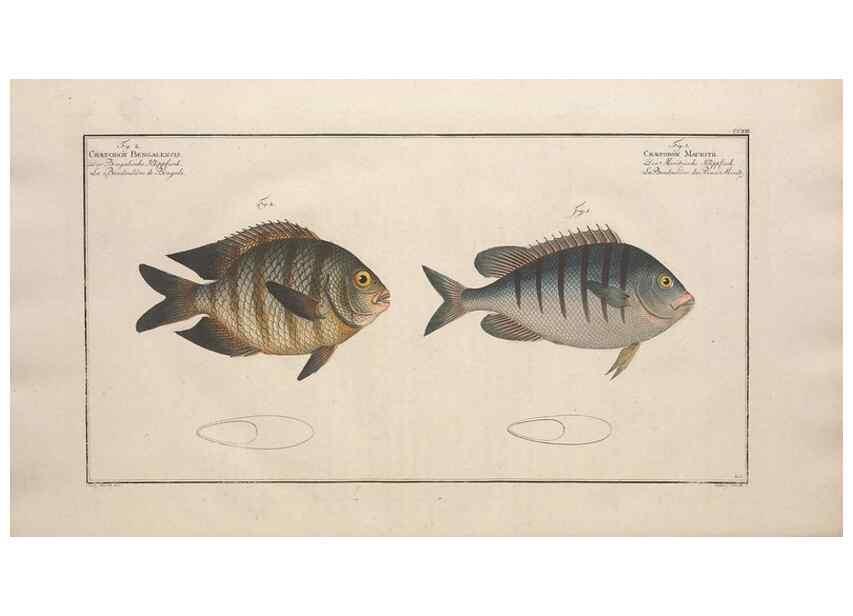 Reproducción/Reproduction 49773722956: Ichtyologie, ou, Histoire naturelle, générale et particulière des poissons :. A Berlin :Chez l'auteur, & chez François de la Garde libraire,1785-1797.. 