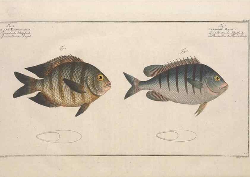 Reproducción/Reproduction 49773722956: Ichtyologie, ou, Histoire naturelle, générale et particulière des poissons :. A Berlin :Chez l'auteur, & chez François de la Garde libraire,1785-1797.. 
