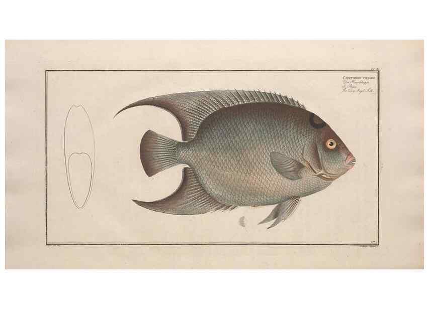 Reproducción/Reproduction 49774051587: Ichtyologie, ou, Histoire naturelle, générale et particulière des poissons :. A Berlin :Chez l'auteur, & chez François de la Garde libraire,1785-1797.. 