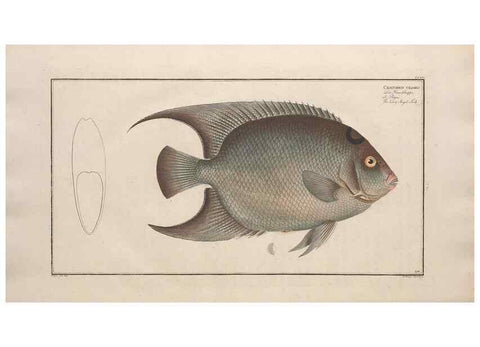 Reproducción/Reproduction 49774051587: Ichtyologie, ou, Histoire naturelle, générale et particulière des poissons :. A Berlin :Chez l'auteur, & chez François de la Garde libraire,1785-1797.. 
