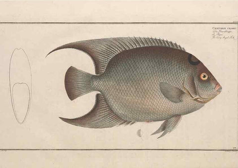 Reproducción/Reproduction 49774051587: Ichtyologie, ou, Histoire naturelle, générale et particulière des poissons :. A Berlin :Chez l'auteur, & chez François de la Garde libraire,1785-1797.. 
