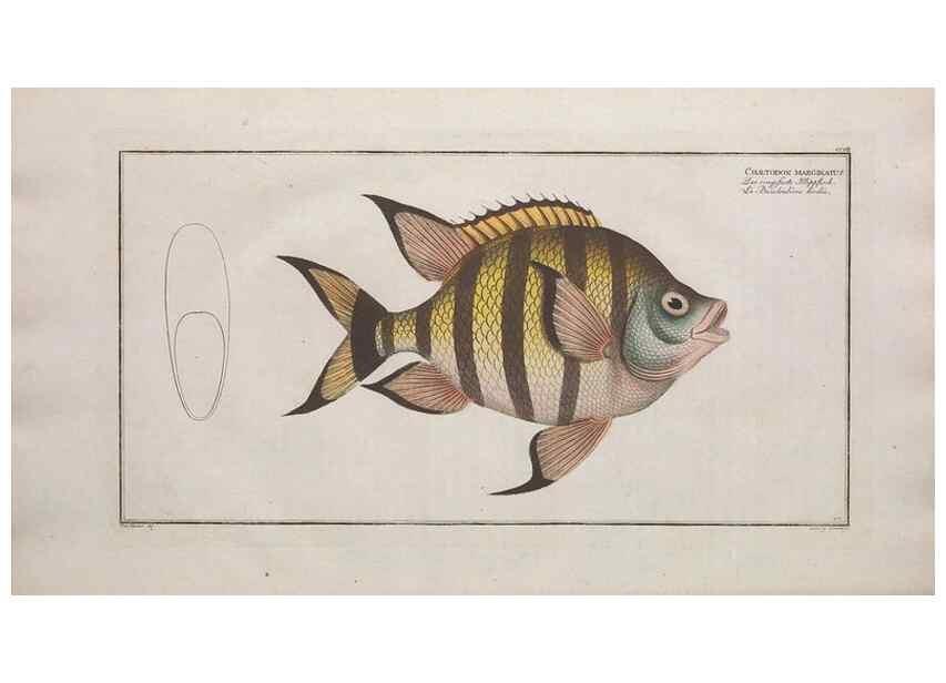 Reproducción/Reproduction 49774049282: Ichtyologie, ou, Histoire naturelle, générale et particulière des poissons :. A Berlin :Chez l'auteur, & chez François de la Garde libraire,1785-1797.. 
