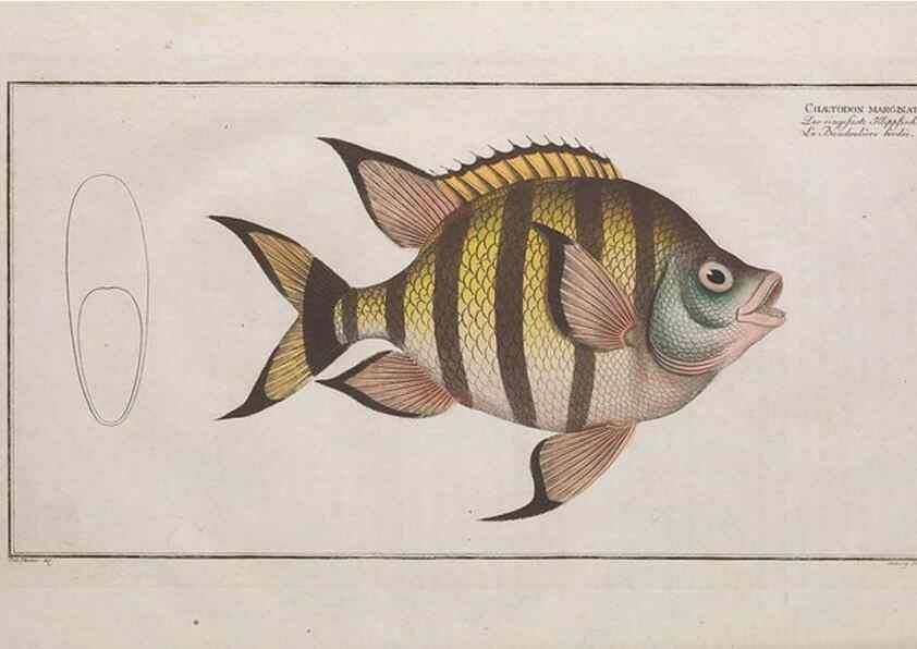 Reproducción/Reproduction 49774049282: Ichtyologie, ou, Histoire naturelle, générale et particulière des poissons :. A Berlin :Chez l'auteur, & chez François de la Garde libraire,1785-1797.. 