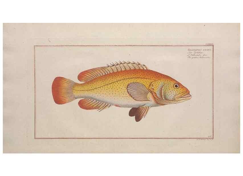 Reproducción/Reproduction 49774606202: Ichtyologie, ou, Histoire naturelle, générale et particulière des poissons :. A Berlin :Chez l'auteur, & chez François de la Garde libraire,1785-1797.. 