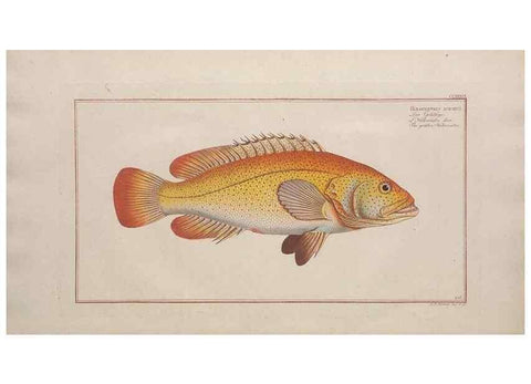 Reproducción/Reproduction 49774606202: Ichtyologie, ou, Histoire naturelle, générale et particulière des poissons :. A Berlin :Chez l'auteur, & chez François de la Garde libraire,1785-1797.. 