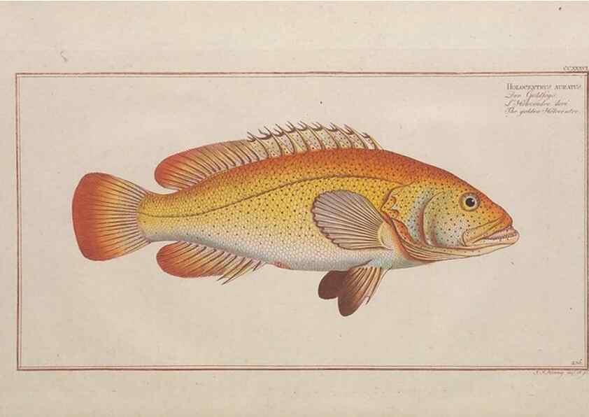 Reproducción/Reproduction 49774606202: Ichtyologie, ou, Histoire naturelle, générale et particulière des poissons :. A Berlin :Chez l'auteur, & chez François de la Garde libraire,1785-1797.. 