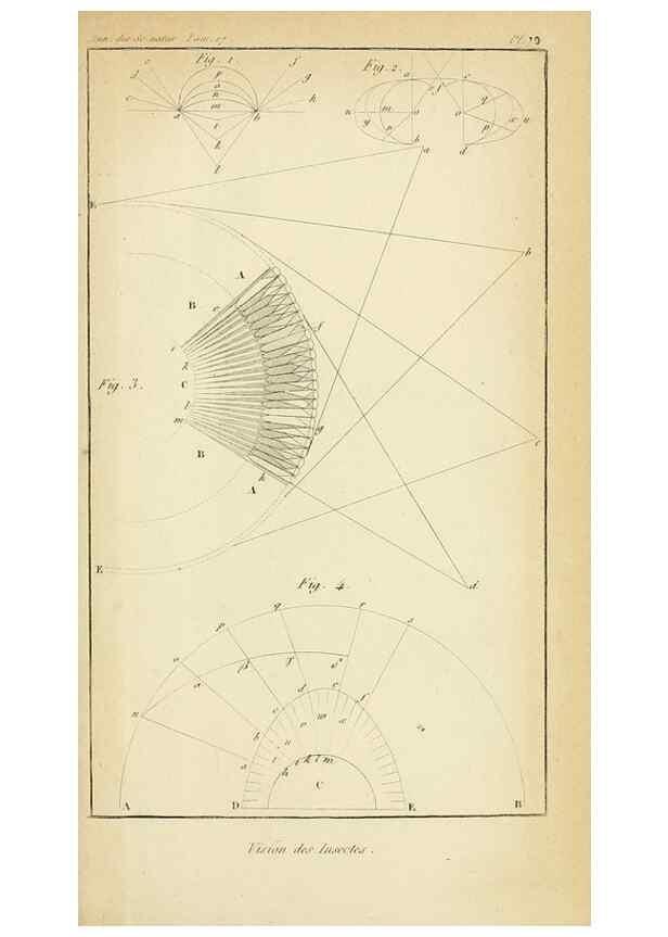 Reproducción/Reproduction 49774478197: Annales des sciences naturelles :. Paris :Crochard. 