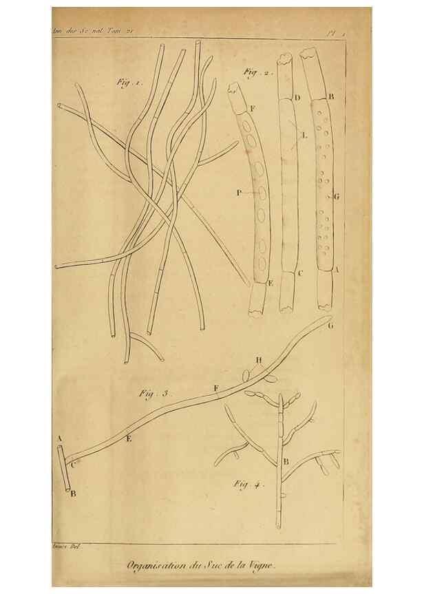 Reproducción/Reproduction 49774594182: Annales des sciences naturelles :. Paris :Crochard. 