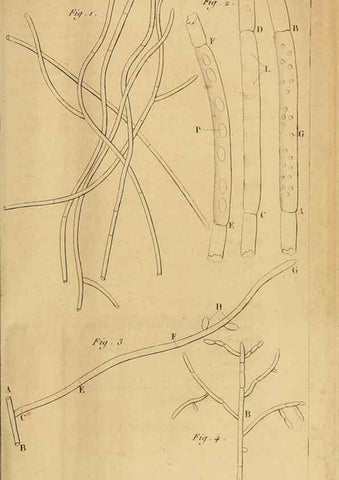 Reproducción/Reproduction 49774594182: Annales des sciences naturelles :. Paris :Crochard. 