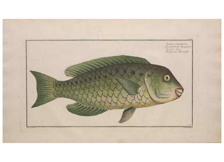 Reproducción/Reproduction 49773739078: Ichtyologie, ou, Histoire naturelle, générale et particulière des poissons :. A Berlin :Chez l'auteur, & chez François de la Garde libraire,1785-1797.. 