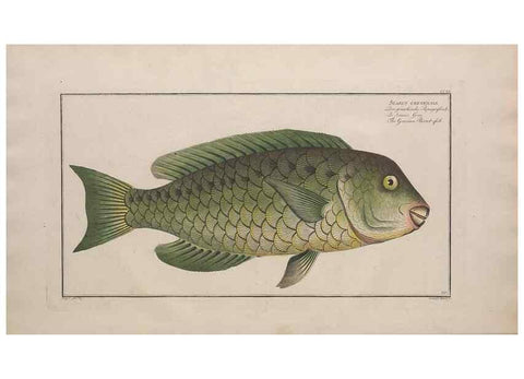 Reproducción/Reproduction 49773739078: Ichtyologie, ou, Histoire naturelle, générale et particulière des poissons :. A Berlin :Chez l'auteur, & chez François de la Garde libraire,1785-1797.. 